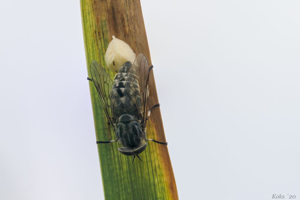 Gemeine Viehbremse (Tabanus bromius)