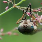 Gemeine Viehbremse (Tabanus bromius)