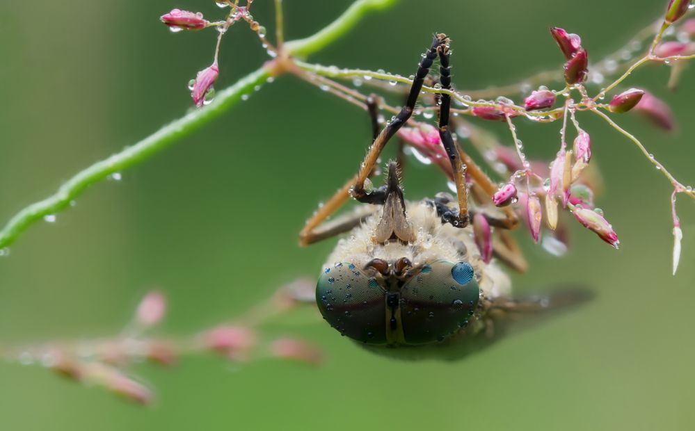 Gemeine Viehbremse (Tabanus bromius)