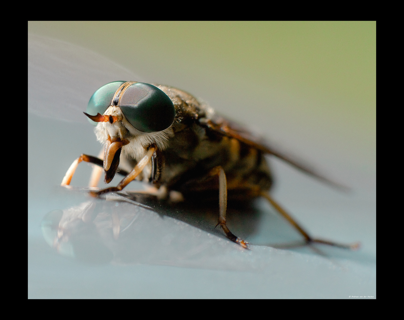 Gemeine Viehbremse (Tabanus bromius)