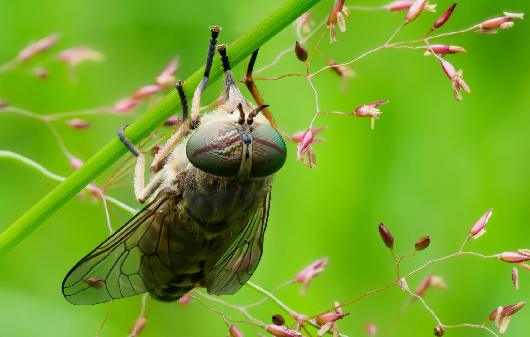 Gemeine Viehbremse (Tabanus bromius)