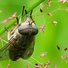 Gemeine Viehbremse (Tabanus bromius)