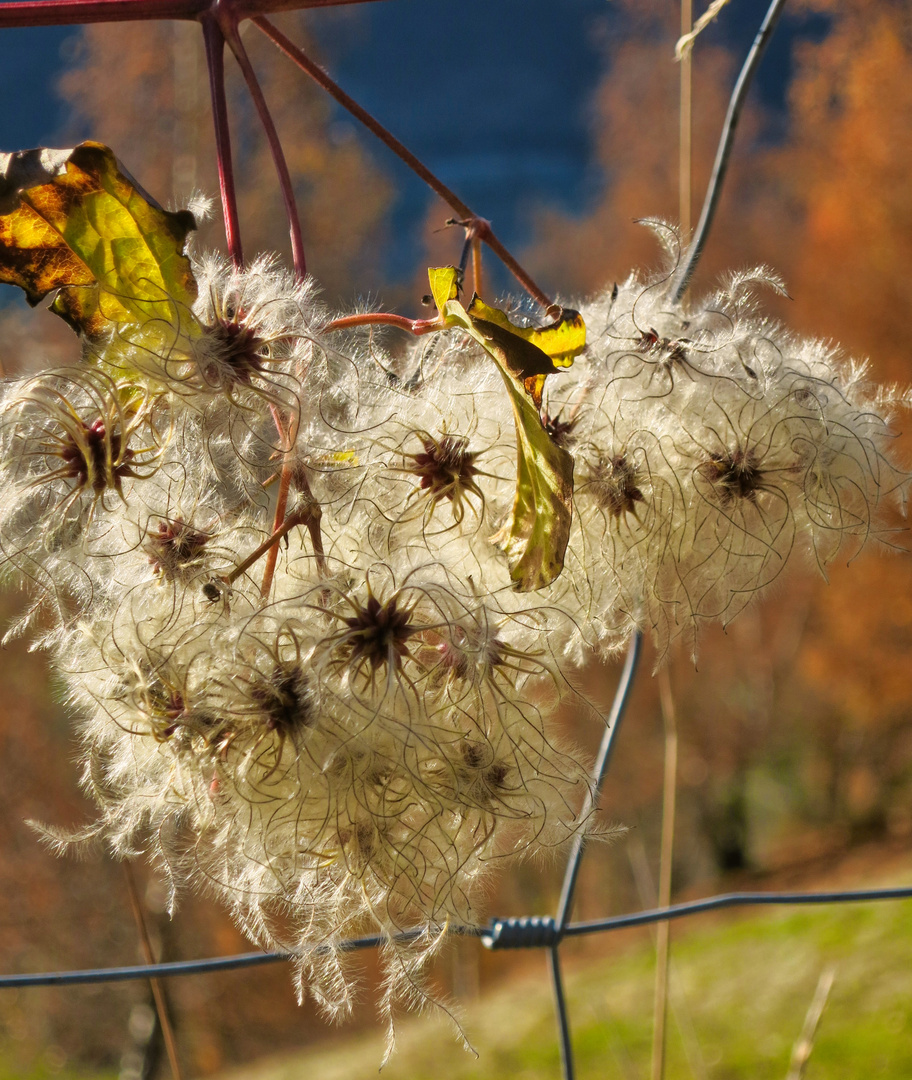 gemeine Waldrebe