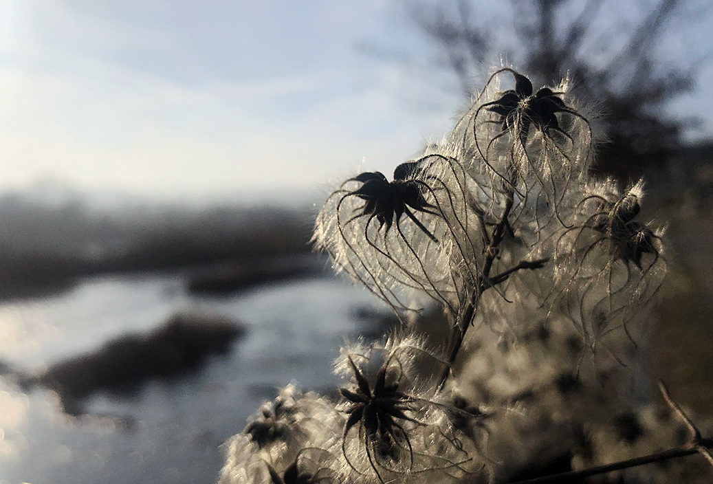 Gemeine Waldrebe clematis