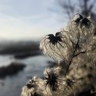 Gemeine Waldrebe clematis