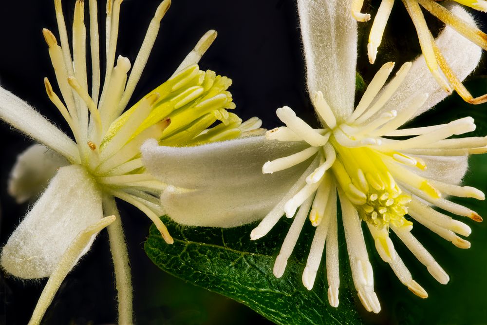 Gemeine Waldrebe (Clematis vitalba)