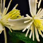 Gemeine Waldrebe (Clematis vitalba)