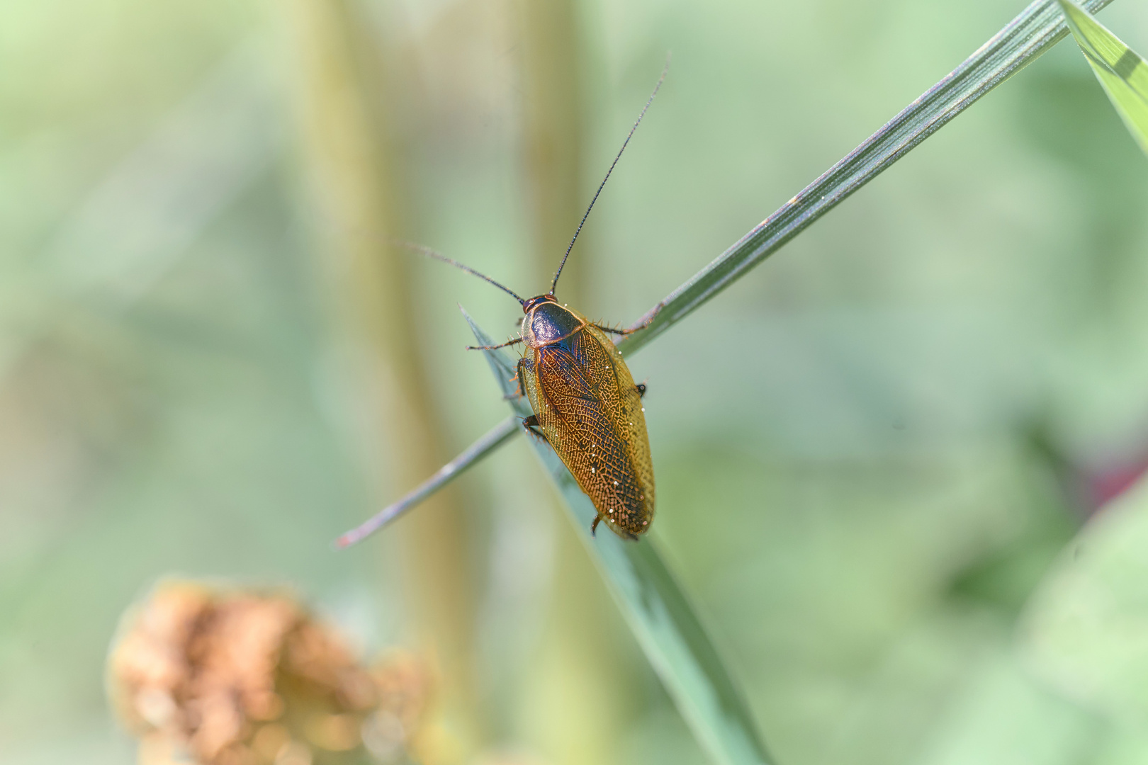 Gemeine Waldschabe