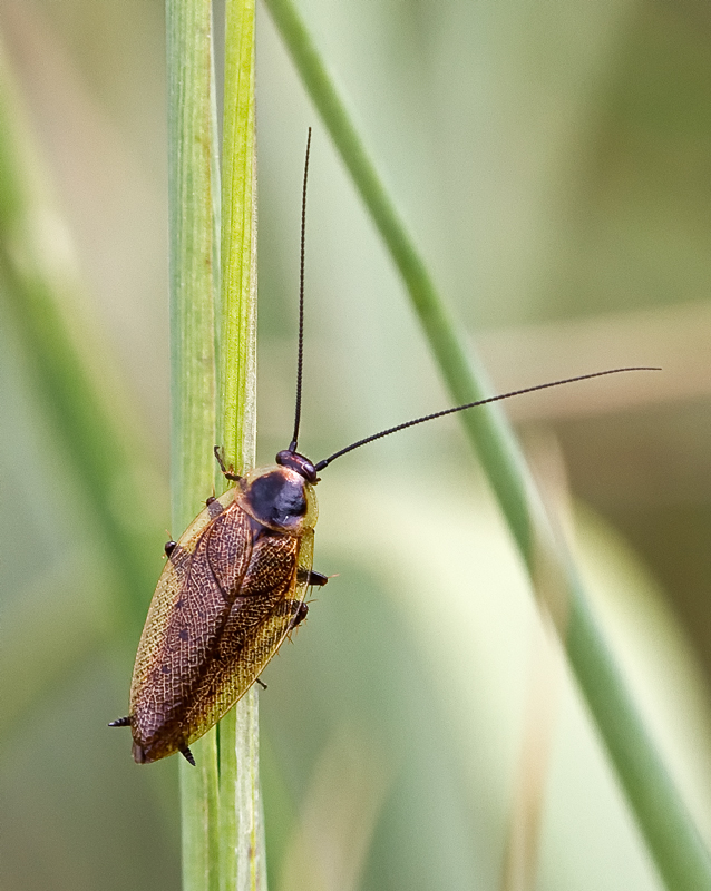 Gemeine Waldschabe