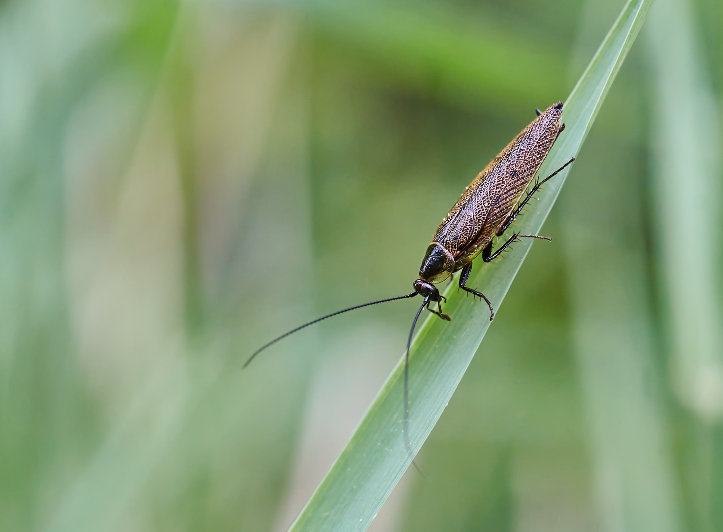 Gemeine Waldschabe