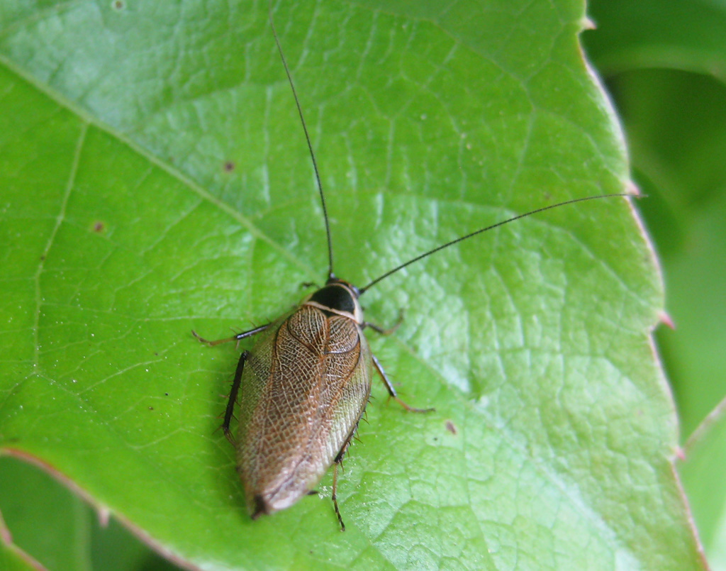 gemeine Waldschabe -Ectobius lapponicus 