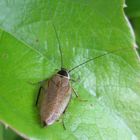 gemeine Waldschabe -Ectobius lapponicus 