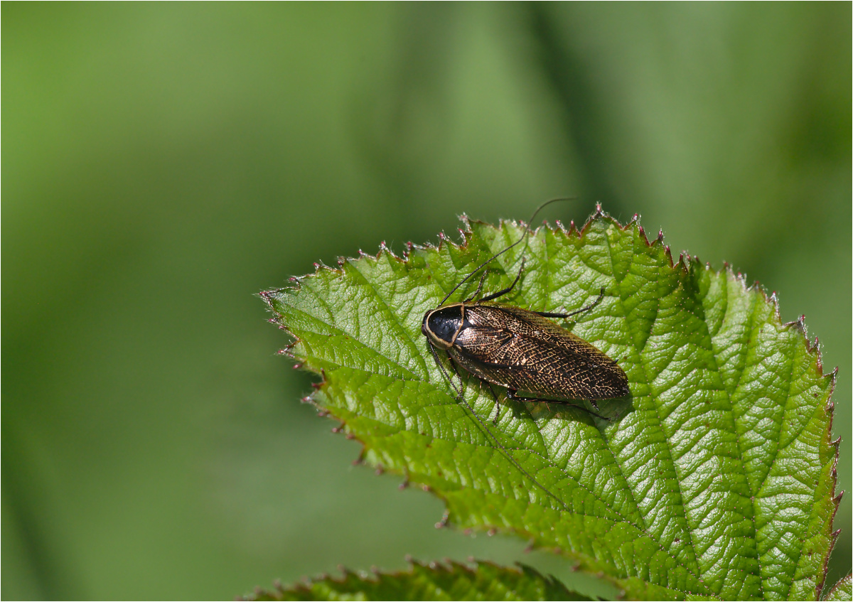 Gemeine Waldschabe (Ectobius lapponicus)