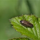 Gemeine Waldschabe (Ectobius lapponicus)