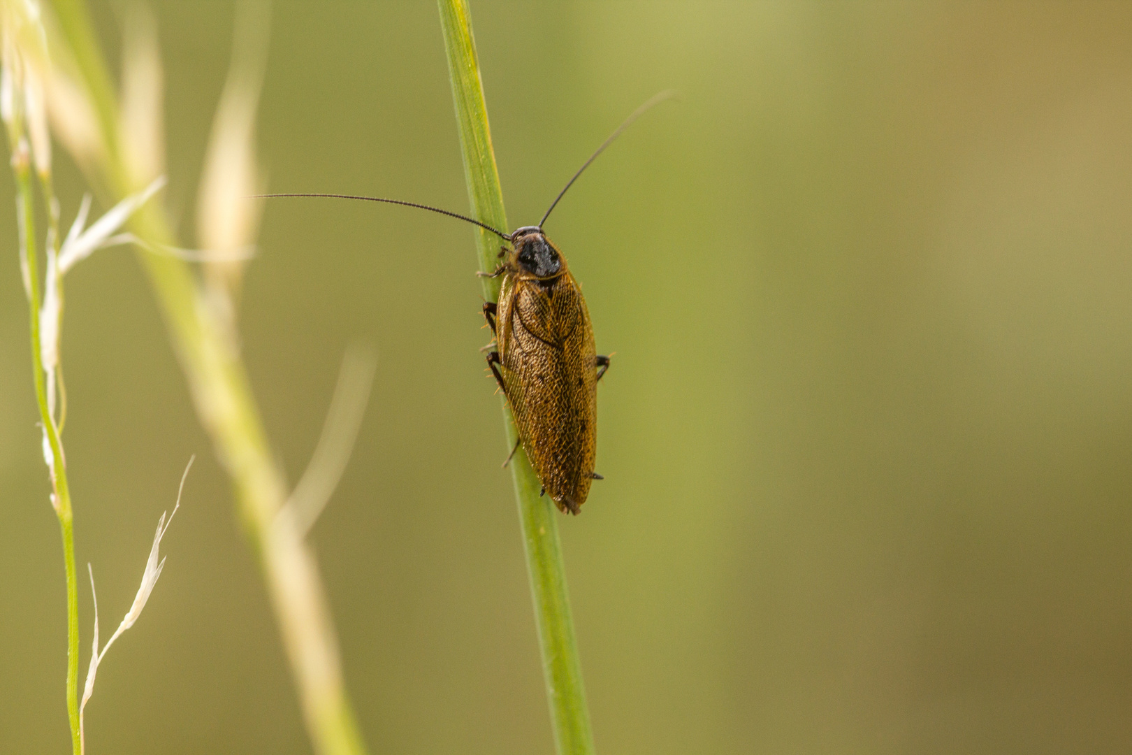 Gemeine Waldschabe (Ectobius lapponicus)