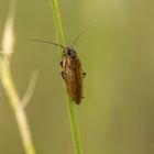 Gemeine Waldschabe (Ectobius lapponicus)