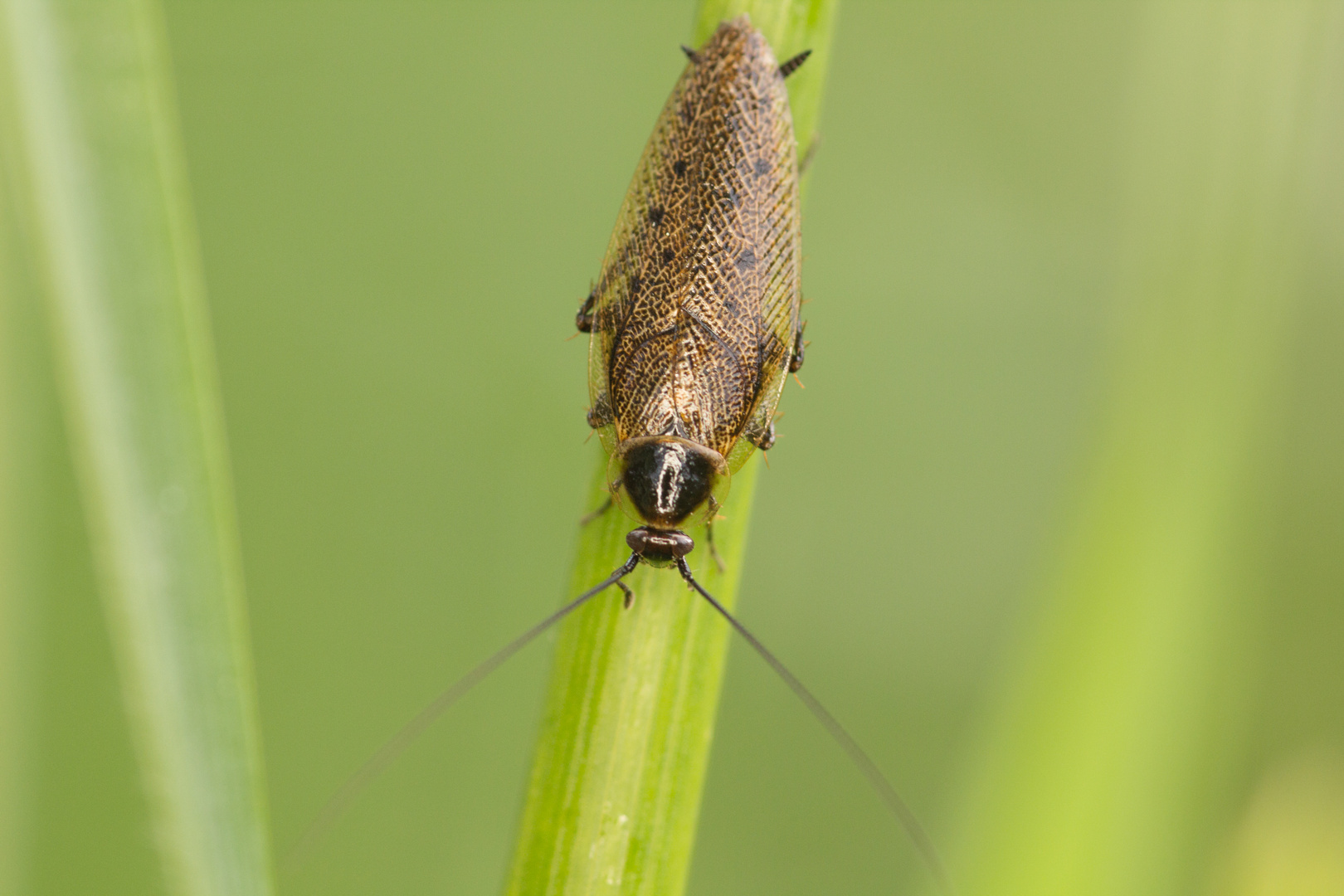Gemeine Waldschabe (Ectobius lapponicus) Foto & Bild natur, insekten
