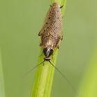 Gemeine Waldschabe   (Ectobius lapponicus) 