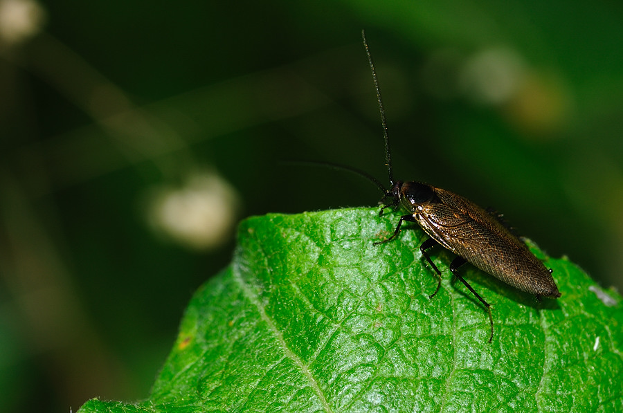 Gemeine Waldschabe (Ectobius lapponicus)