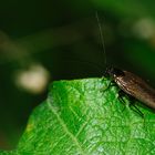 Gemeine Waldschabe (Ectobius lapponicus)