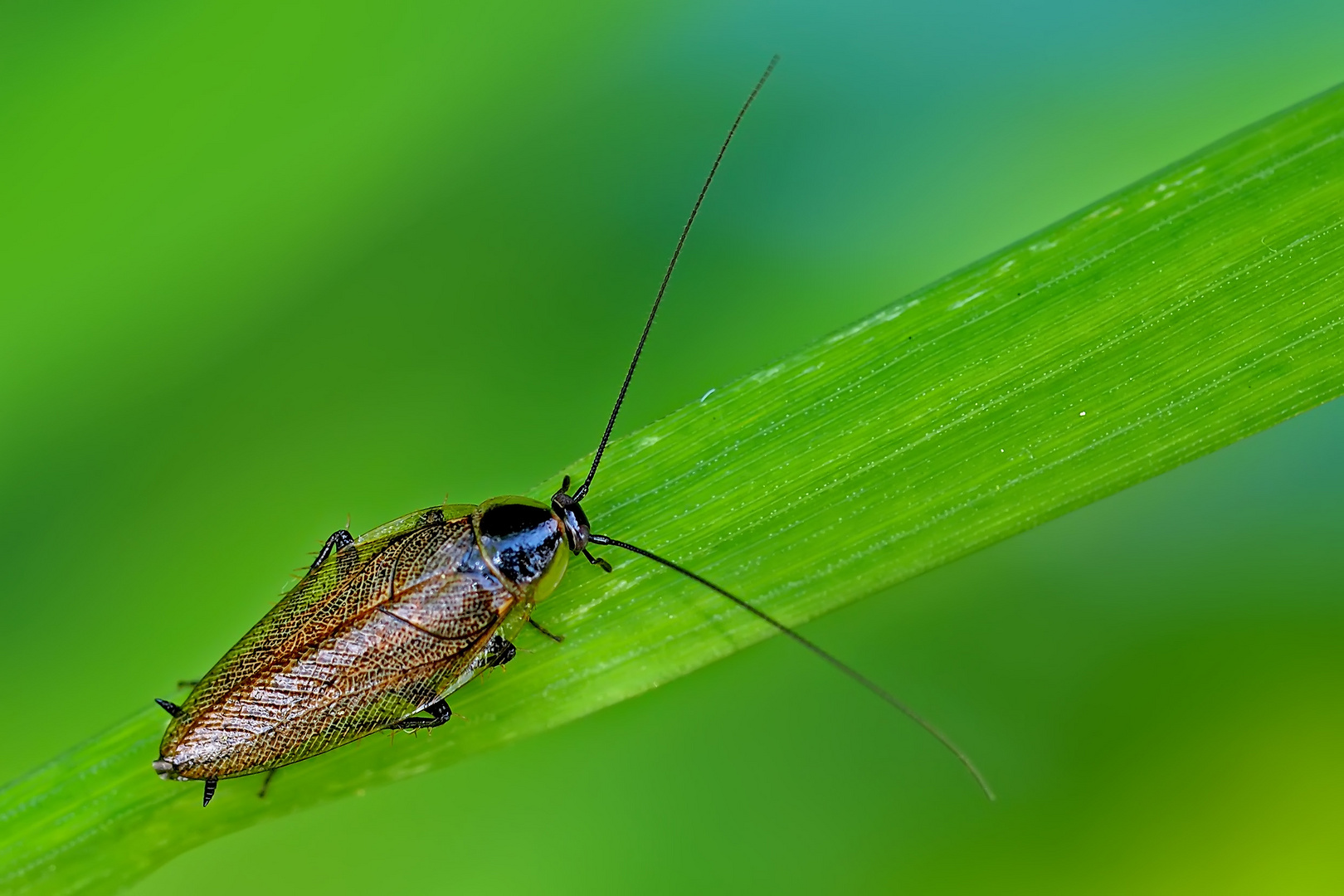 Gemeine Waldschabe (Ectobius lapponicus), Männchen. - Cafard du Nord, mâle.