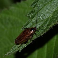 Gemeine Waldschabe (Ectobius sylvestris)