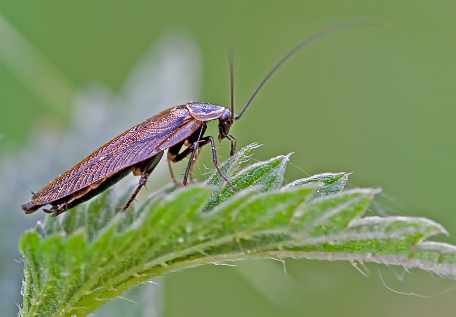 Gemeine Waldschabe