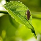 Gemeine Waldschabe(Ectobius lapponicus)
