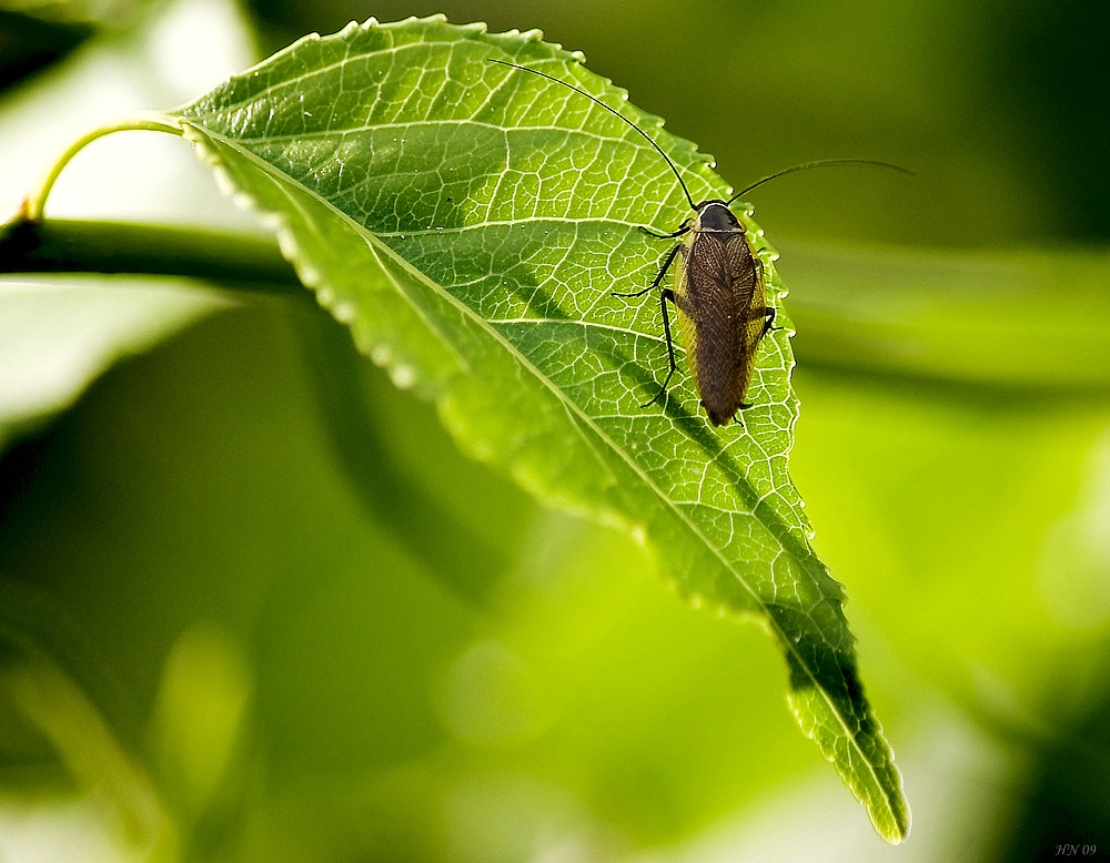 Gemeine Waldschabe(Ectobius lapponicus)