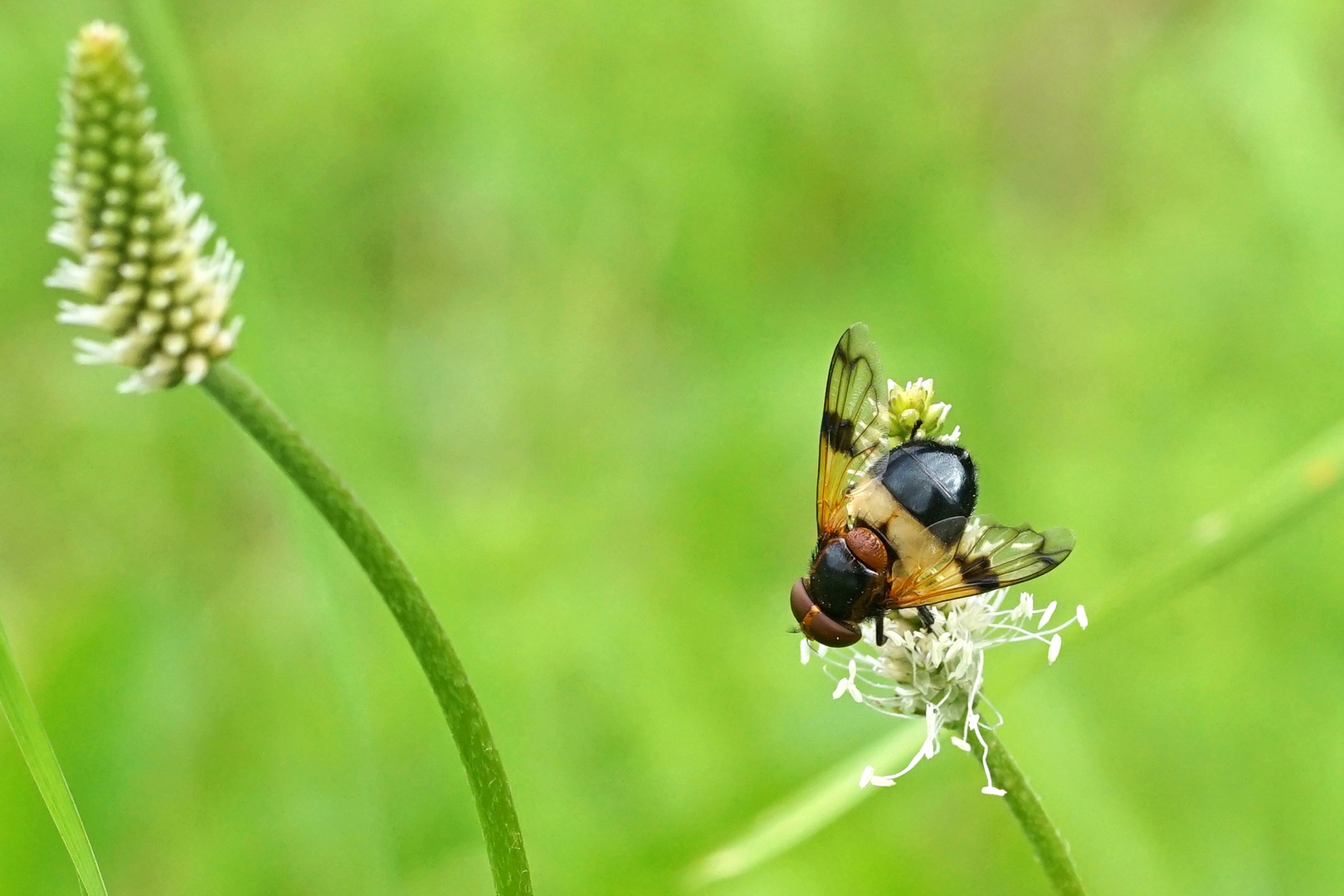 Gemeine Waldschwebefliege