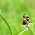 Gemeine Waldschwebefliege