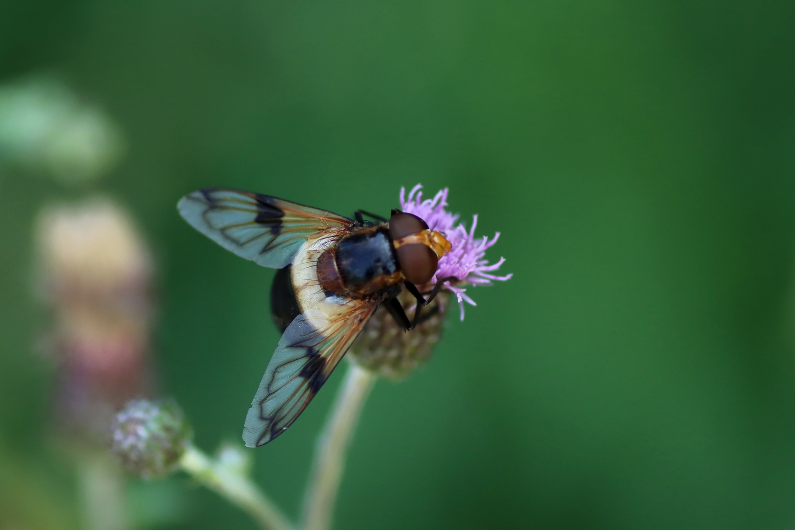 Gemeine Waldschwebefliege