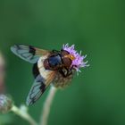 Gemeine Waldschwebefliege