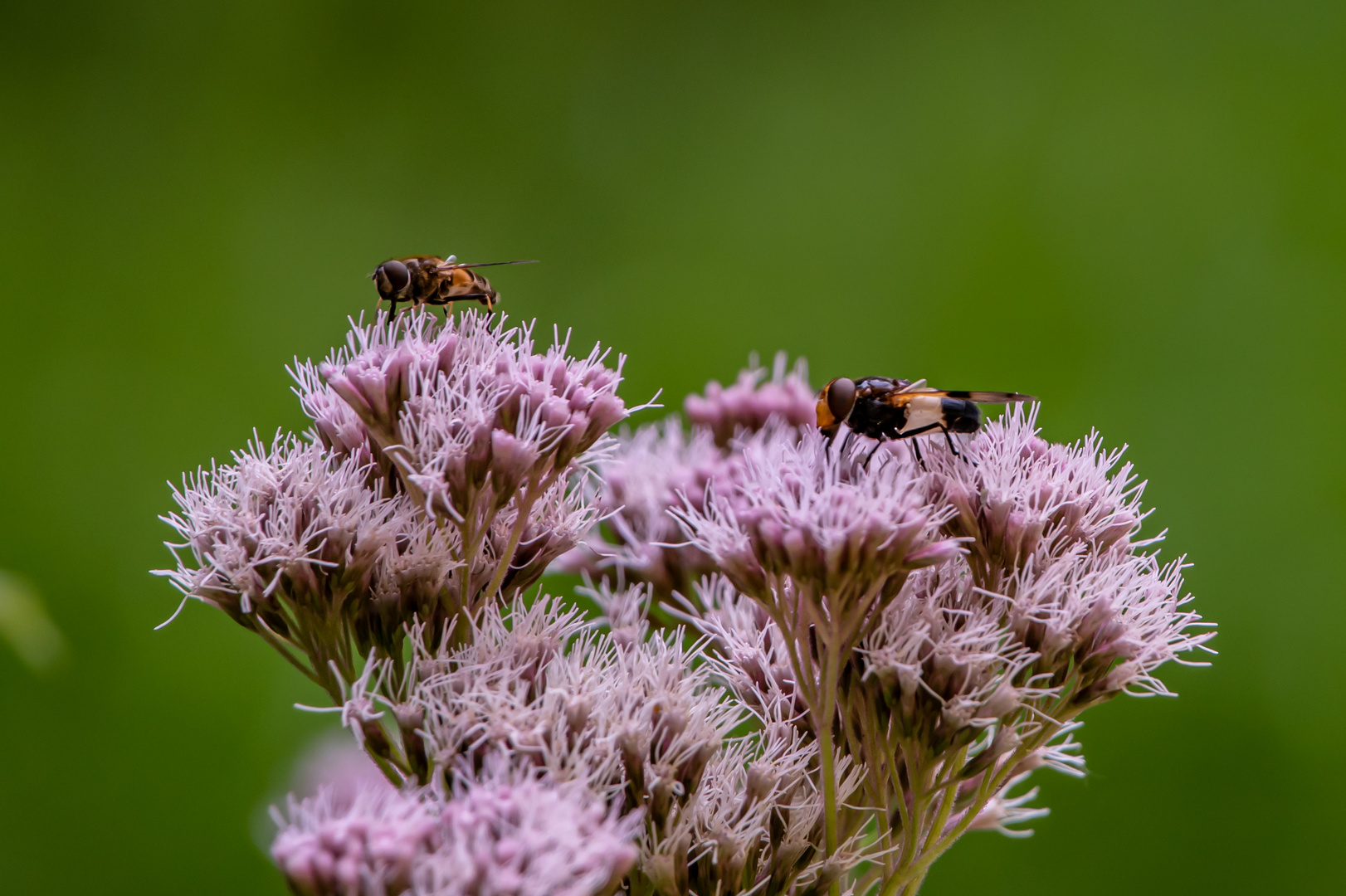 gemeine Waldschwebefliege