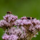 gemeine Waldschwebefliege