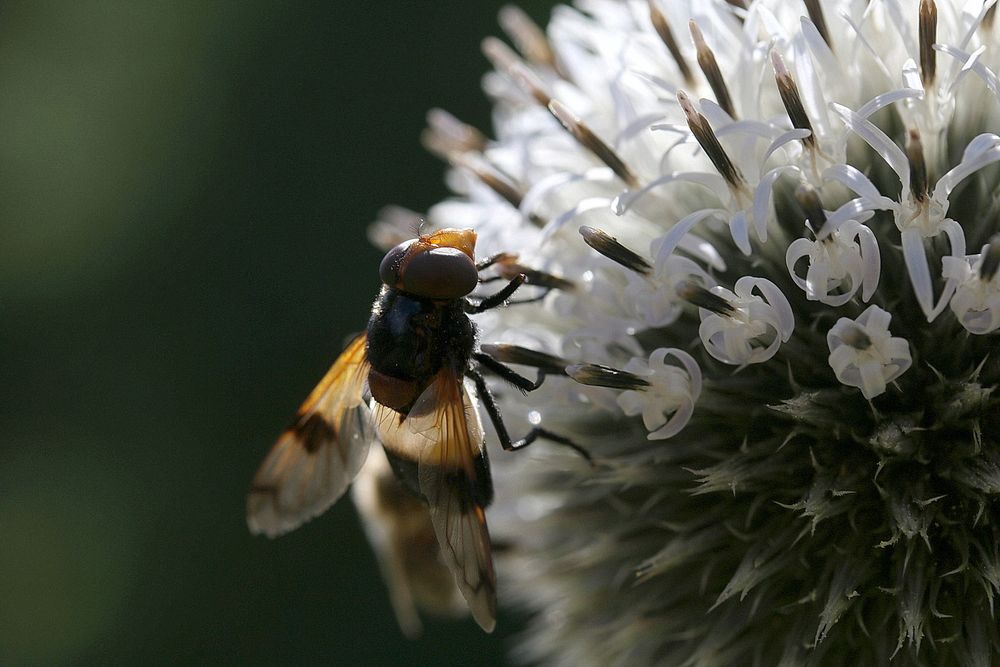 Gemeine Waldschwebfliege