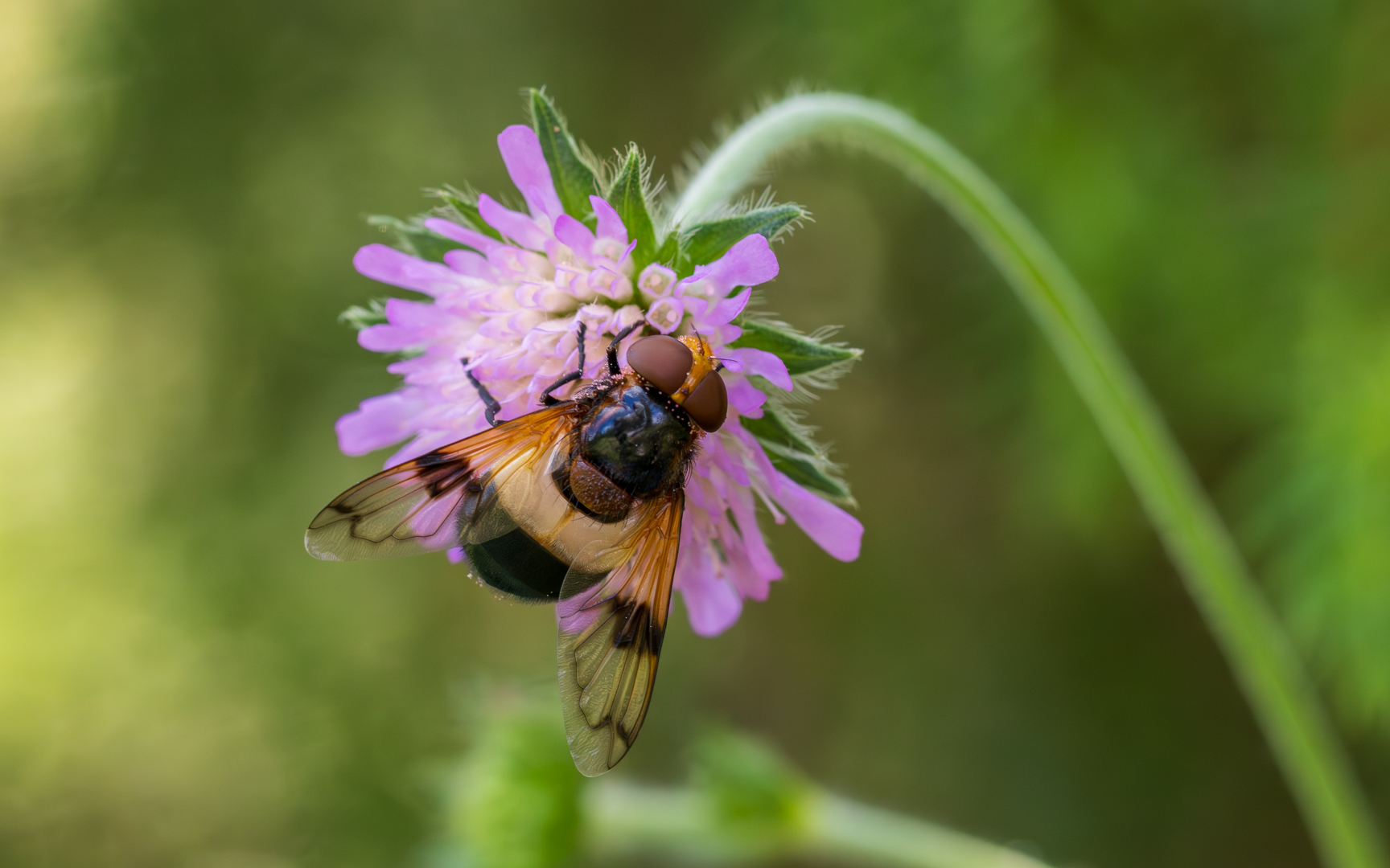 Gemeine Waldschwebfliege