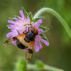 Gemeine Waldschwebfliege