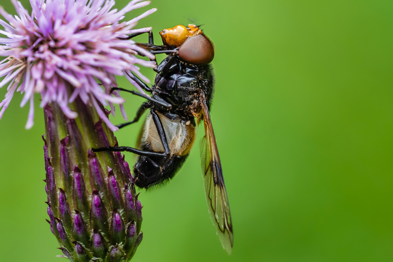 Gemeine Waldschwebfliege