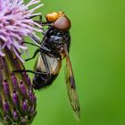 Gemeine Waldschwebfliege