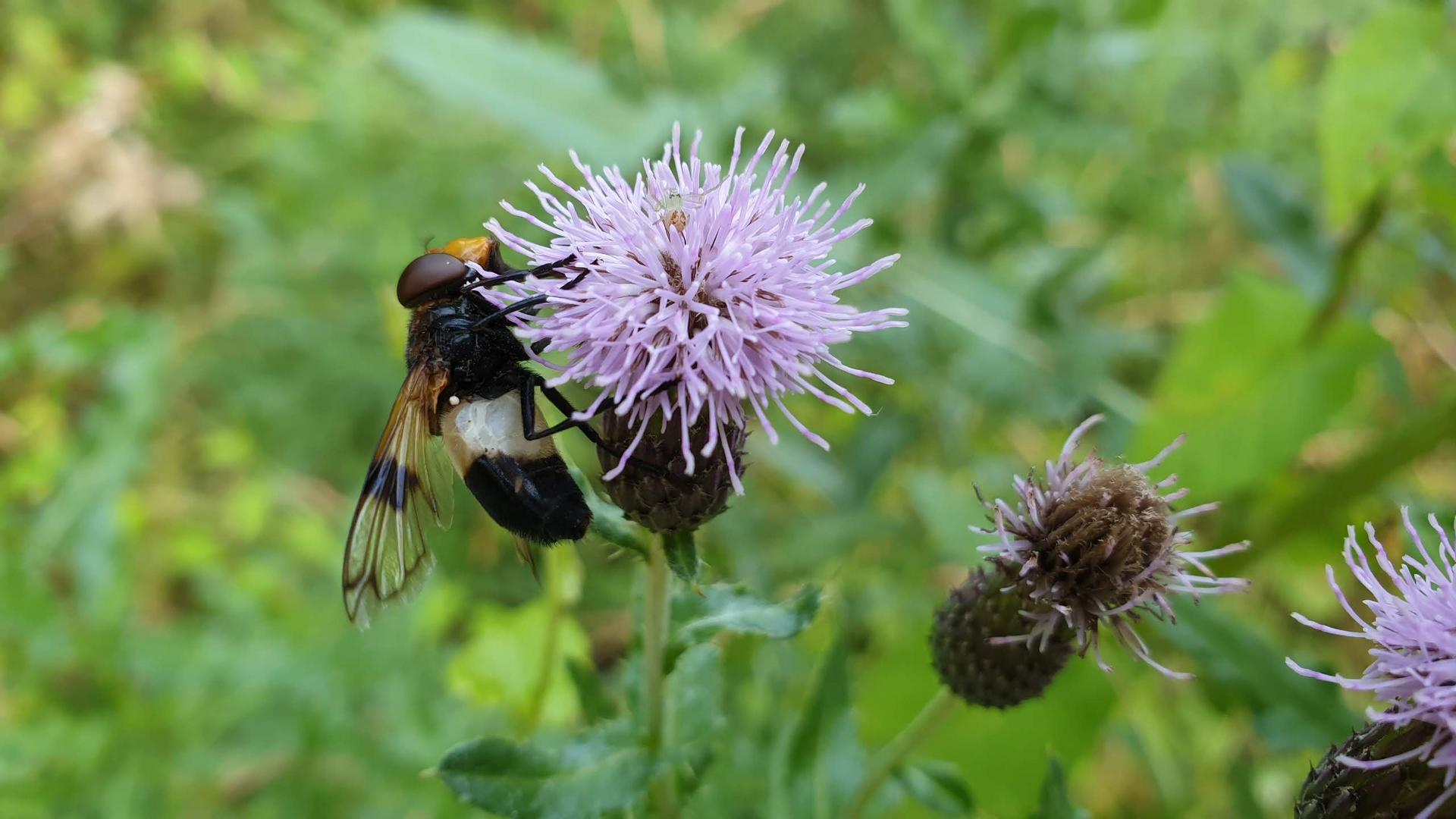 Gemeine Waldschwebfliege 1