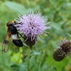 Gemeine Waldschwebfliege 1