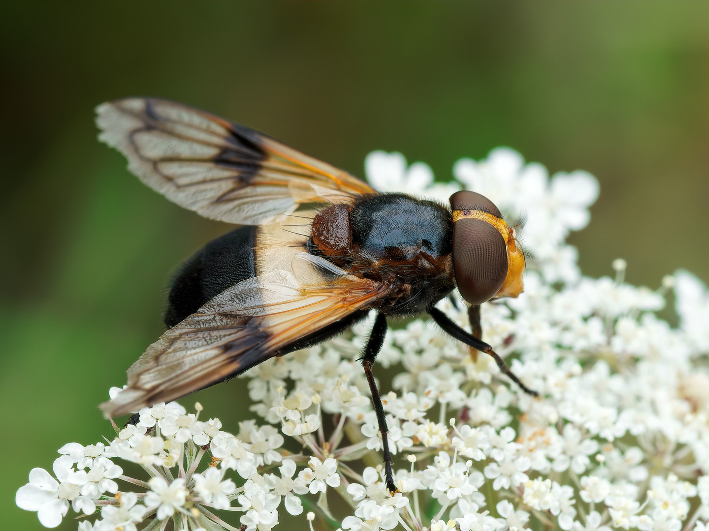 Gemeine Waldschwebfliege 1/3