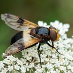 Gemeine Waldschwebfliege 1/3