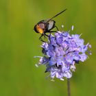 Gemeine Waldschwebfliege