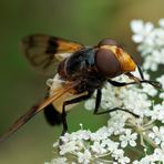 Gemeine Waldschwebfliege 2/3