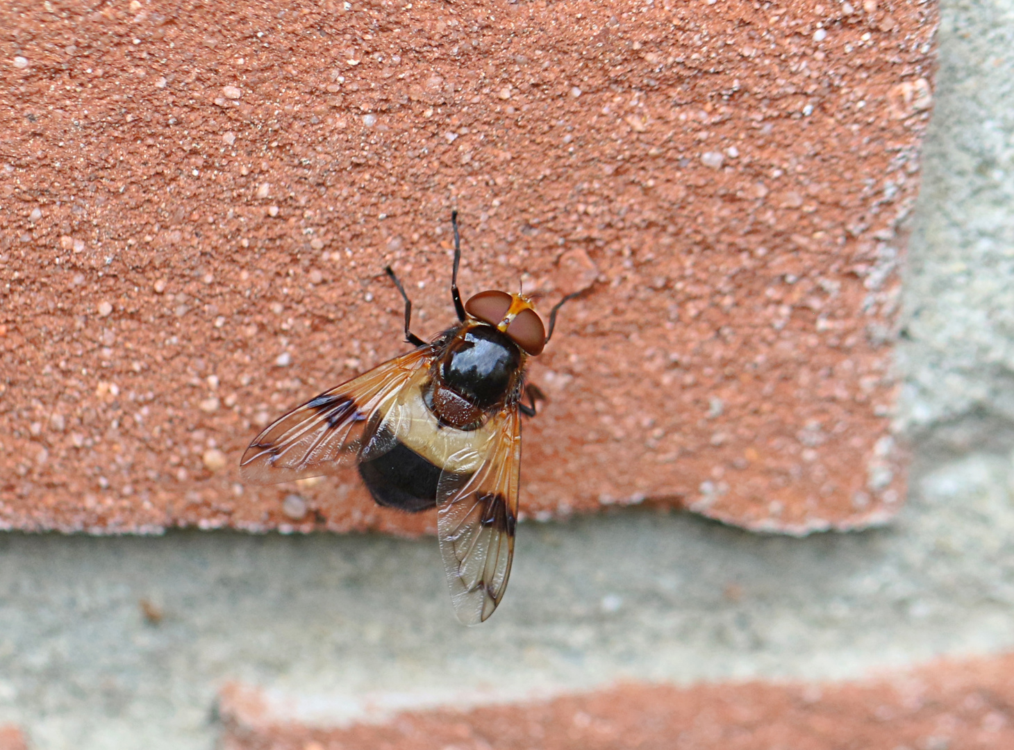 Gemeine Waldschwebfliege ...