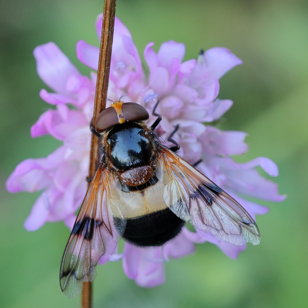 Gemeine Waldschwebfliege