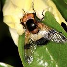 Gemeine Waldschwebfliege