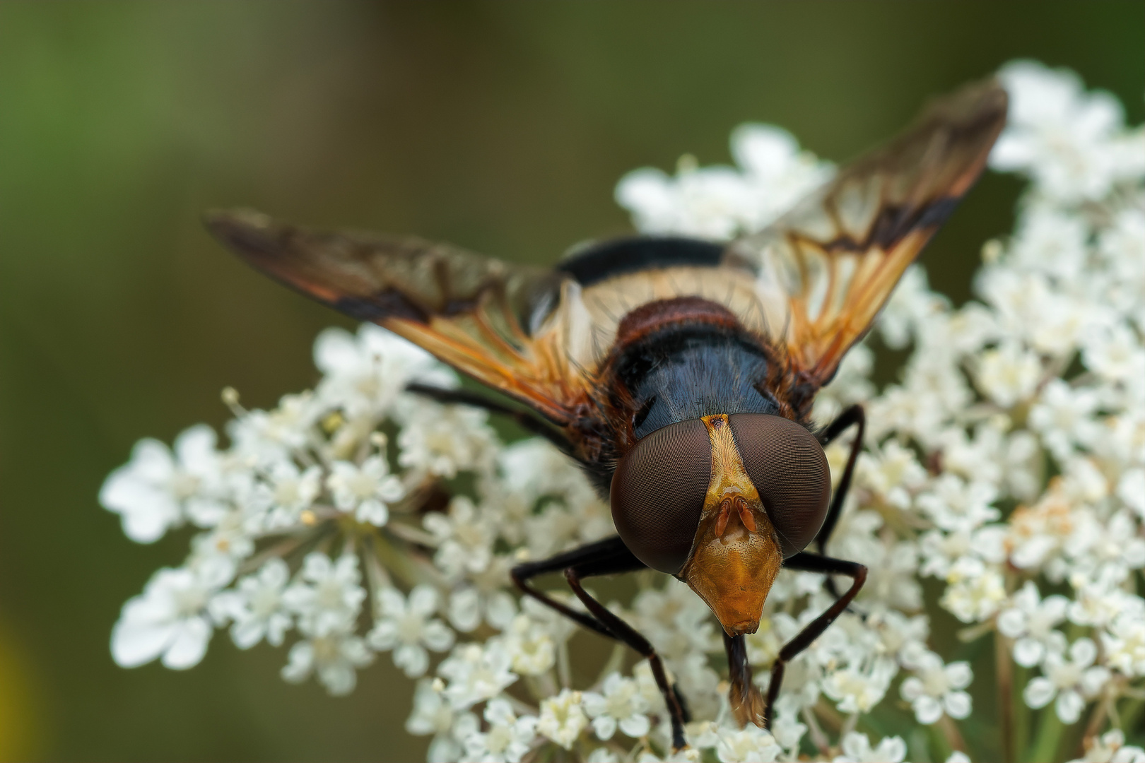 Gemeine Waldschwebfliege 3/3